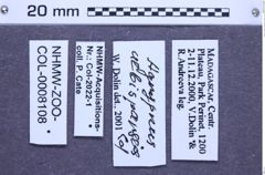 Etiketten zu Agrypnus albisparsus (Candèze, 1857) (NHMW-ZOO-COL-0008108)